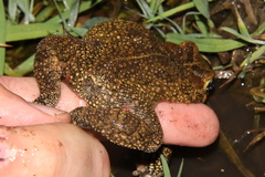 Sclerophrys gutturalis