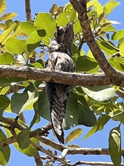 Nyctibius griseus