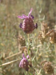 Lavandula