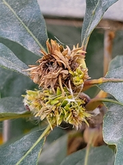 Andricus quercusfrondosus