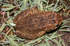 Sclerophrys gutturalis