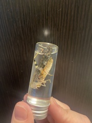 Trimerotropis pallidipennis