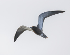 Onychoprion fuscatus