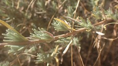 Lavandula