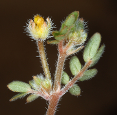 Kallstroemia californica