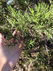 Juniperus foetidissima
