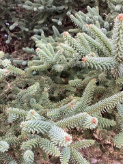 Abies pinsapo