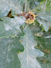 Andricus quercusfrondosus