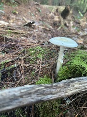 Amanita multisquamosa