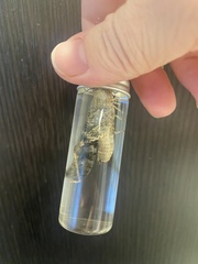 Trimerotropis pallidipennis