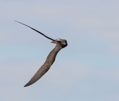 Onychoprion fuscatus