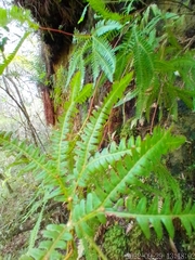Gleicheniaceae
