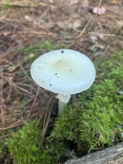 Amanita multisquamosa