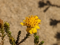 Deinandra minthornii