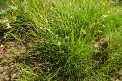 Eleocharis acicularis