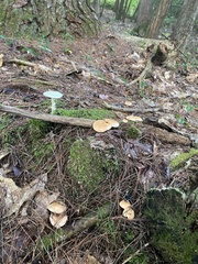Amanita multisquamosa