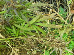 Cannabis sativa spontanea