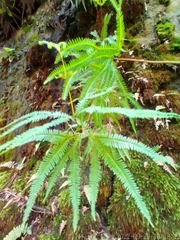 Gleicheniaceae