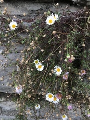 Erigeron karvinskianus