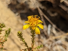 Deinandra minthornii