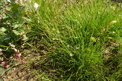 Eleocharis acicularis