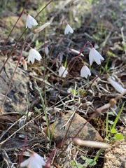 Acis autumnalis
