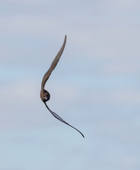 Onychoprion fuscatus