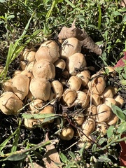 Coprinellus