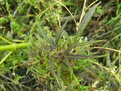 Cannabis sativa spontanea