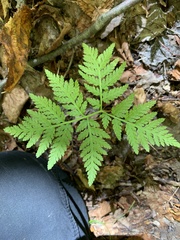 Botrypus virginianus