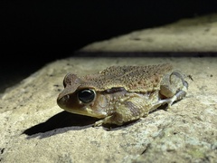 Sclerophrys brauni