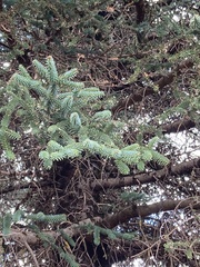 Abies pinsapo