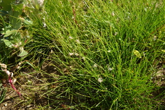Eleocharis acicularis