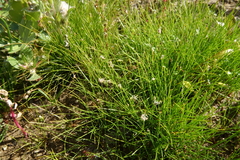 Eleocharis acicularis