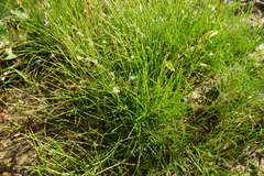 Eleocharis acicularis