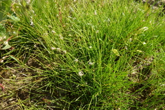 Eleocharis acicularis