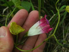 Ipomoea purpurea