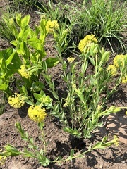 Lasiosiphon kraussianus