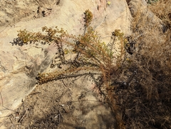 Deinandra minthornii