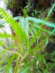 Gleicheniaceae