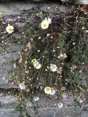 Erigeron karvinskianus