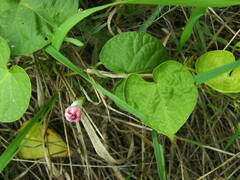 Ipomoea purpurea