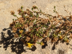 Deinandra minthornii