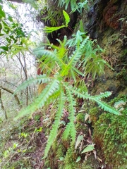 Gleicheniaceae