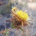 Carlina hispanica - Photo (c) Pedro Beja, some rights reserved (CC BY-NC), uploaded by Pedro Beja