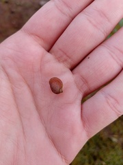 Ampullaceana balthica