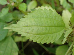 Pilea fontana