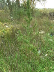 Cannabis sativa spontanea