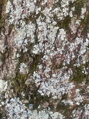 Myelochroa aurulenta