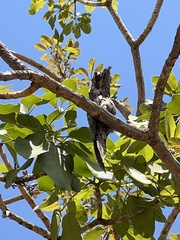 Nyctibius griseus
